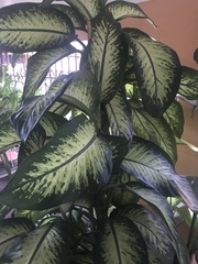 Dieffenbachia