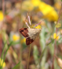Pyrausta semirubralis