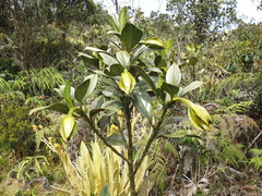 Symbolanthus pterocalyx