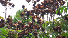 Cochlospermum orinocense