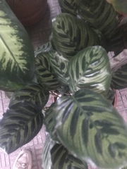 Marantaceae