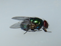 Luciliinae