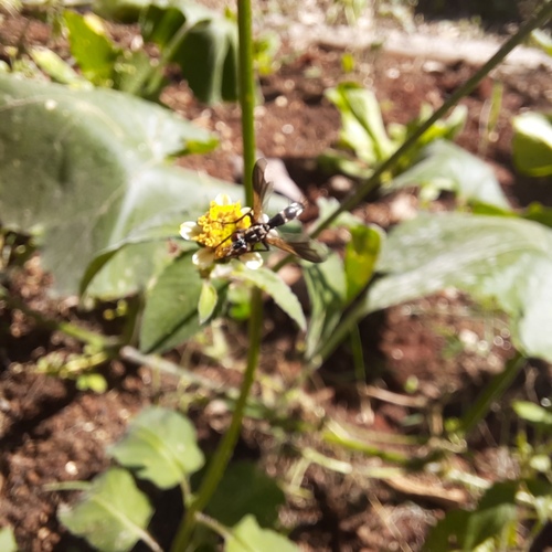 Cylindromyia dorsalis