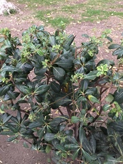 Angiospermae