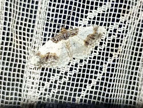 Photo of Scorched Carpet (Ligdia adustata)