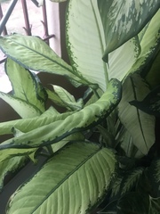Dieffenbachia