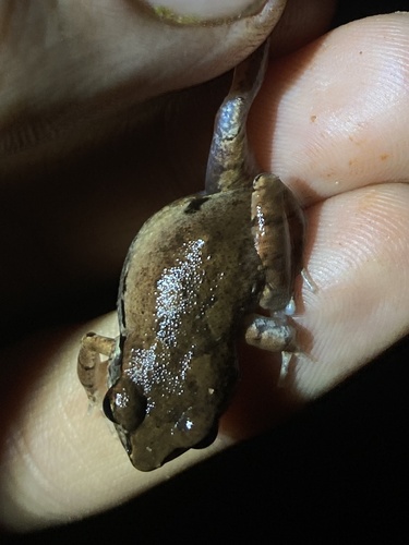 Common Squeaker
