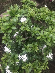 Ixora