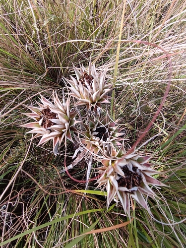 Image of Macledium zeyheri by (c) Hildegard Klein, some rights reserved (CC BY)