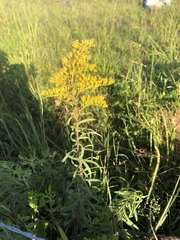 Solidago tortifolia