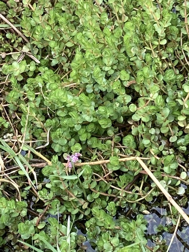 Rotala rotundifolia