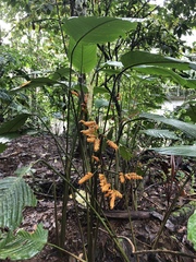 Stromanthe stromanthoides