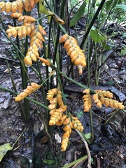 Stromanthe stromanthoides