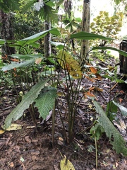 Stromanthe stromanthoides