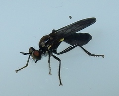 Eudioctria