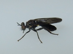 Eudioctria