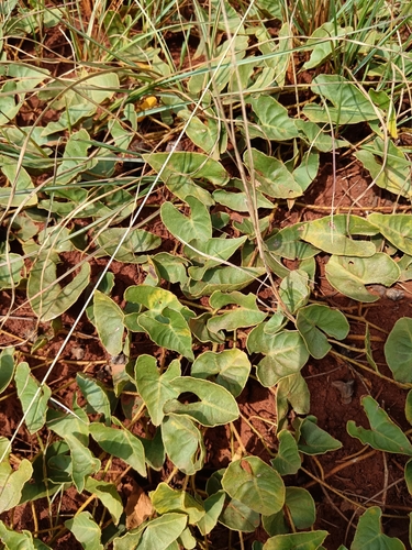 Image of Ipomoea bathycolpos by (c) Hildegard Klein, some rights reserved (CC BY)