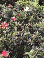 Magnoliopsida
