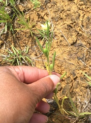 Oenothera spachiana