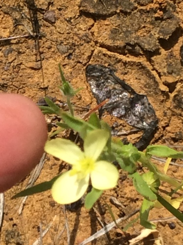 Spach's Evening Primrose (Oenothera spachiana)