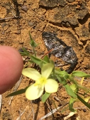 Oenothera spachiana