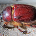 Carrot Beetle - Photo (c) Ken Schneider, some rights reserved (CC BY-NC), uploaded by Ken Schneider