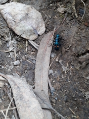 Pseudoxycheila chaudoiri