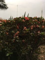 Magnoliopsida