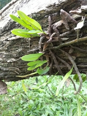 Microgramma mortoniana