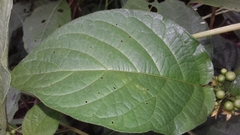 Witheringia solanacea