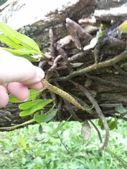 Microgramma mortoniana