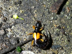 Carcinophora americana