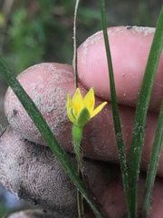 Hypoxis wrightii