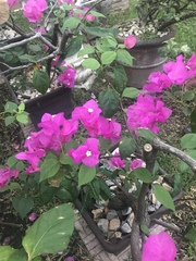 Bougainvillea