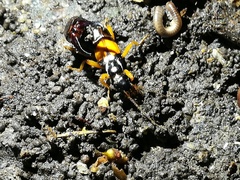 Carcinophora americana