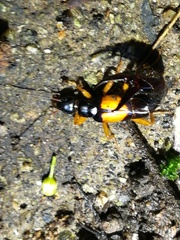 Carcinophora americana