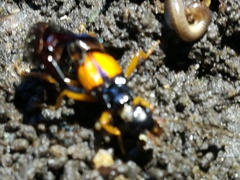 Carcinophora americana