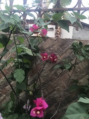 Bougainvillea