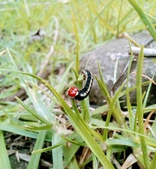 Melanchroia chephise