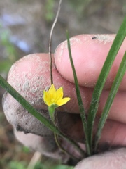 Hypoxis wrightii