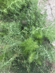 Foeniculum