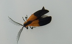 Caenia dimidiata