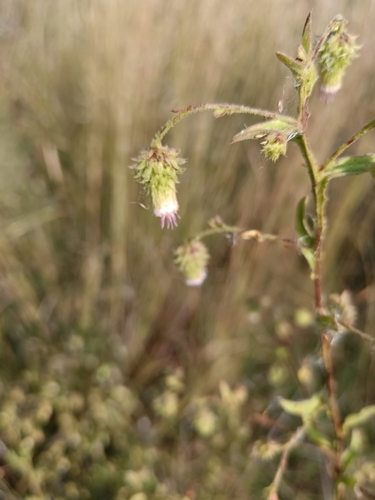 Image of Laggera crispata by (c) Hildegard Klein, some rights reserved (CC BY)