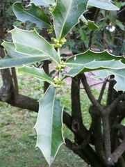 Maytenus ilicifolia