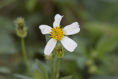Bidens alba