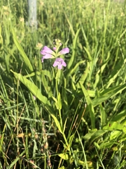 Physostegia pulchella
