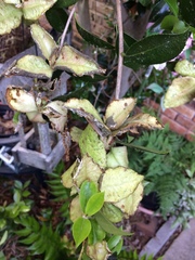 Exobasidium camelliae