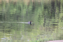 Gallinula galeata cachinnans