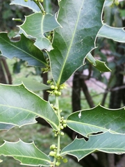 Maytenus ilicifolia