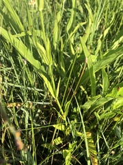 Physostegia pulchella